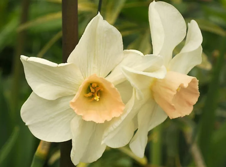Narcissus Bell Song, Daffodil 'Bell Song', Jonquil 'Bell Song', Jonquil Daffodils, Jonquilla Daffodils, Spring Bulbs, Spring Flowers, white daffodil, fragrant daffodil