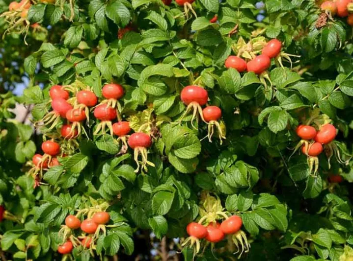 Rosa Rugosa 'Hansa', Rose 'Hansa', Rosa 'Hansa', Shrub Roses, Wild Roses, Rugosa Hybrids, Shrub roses, pink roses, Hardy roses