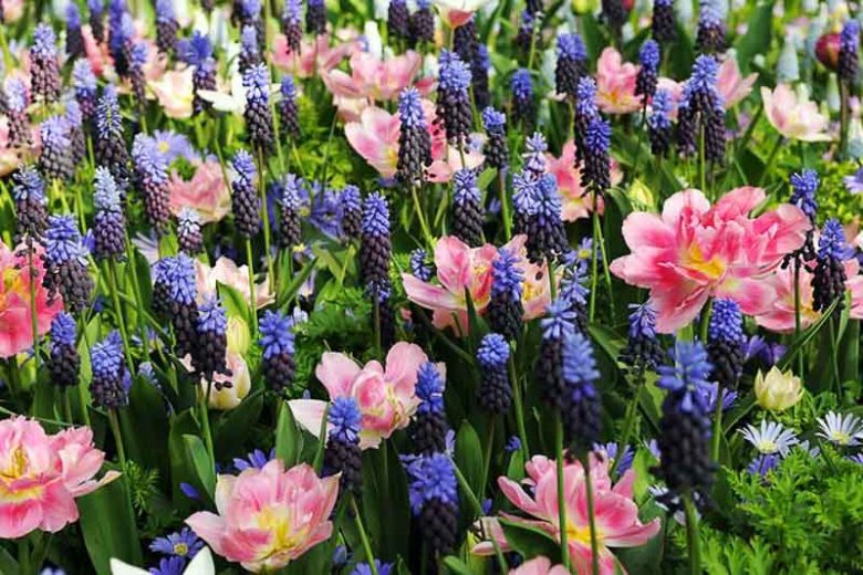 Tulip Peach Blossom, Tulipa Peach Blossom, Tulipe Peach Blossom, Pink Tulips, Double Early tulips, Tulipes Double Hatives, Spring Bulbs, Spring Flowers