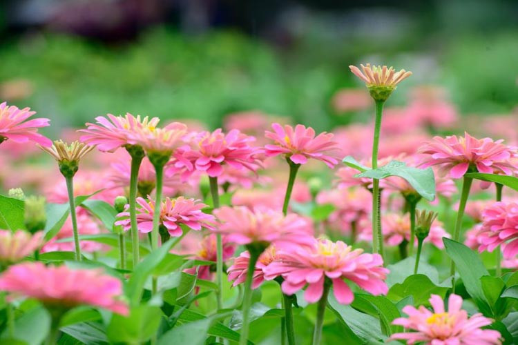 Zinnia Elegans information, Common Zinnia information, Zinnia Benary's Giant, Zinnia Peter Pan, Zinnia Magellan,  Benary's Giant series, Pink Zinnia, Pink Double Zinnia, Tall Zinnia