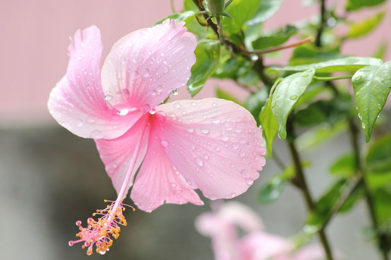 Hibiscus, Hardy Hibiscus, Rose of Sharon, Tropical Hibiscus, Hibiscus syriacus, Hibiscus rosa-sinensis, Hibiscus