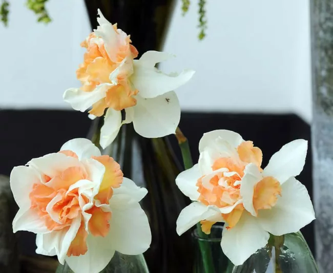 Narcissus Replete, Daffodil Replete, Daffodil 'Replete', Double Daffodil 'Replete', Double Narcissus 'Replete, Spring Bulbs, Spring Flowers, double narcissi, fragrant daffodils