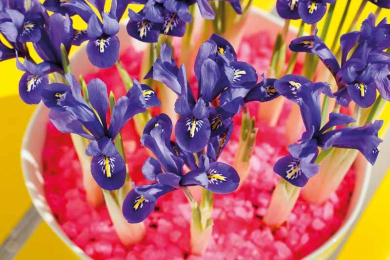 iris reticulata, dwarf iris