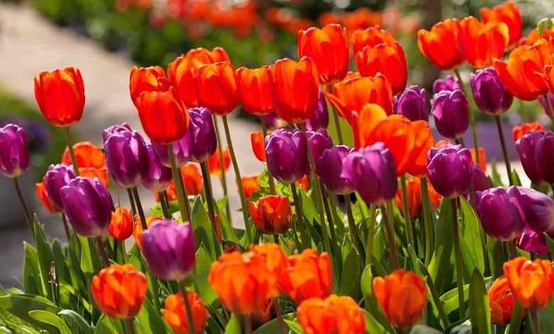 Tulipa Cassini,Tulip 'Cassini', Triumph Tulip 'Cassini', Triumph Tulips, Spring Bulbs, Spring Flowers, Tulipe Cassini,Red Tulips, Tulipes Triomphe, Mid late spring tulips