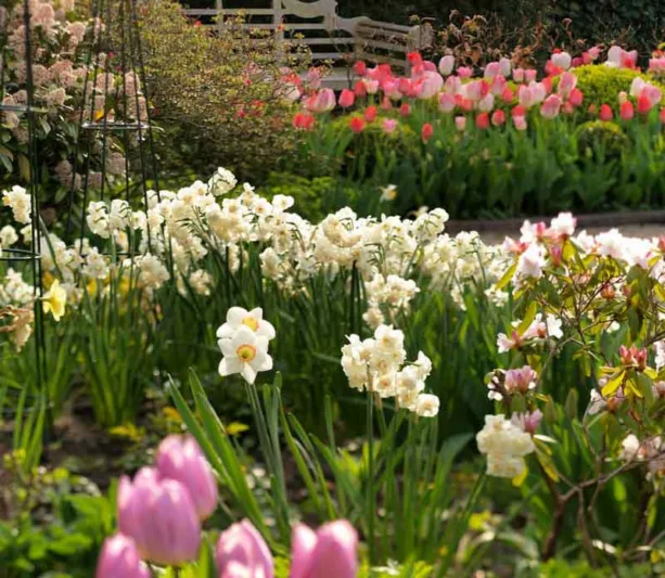 Narcissus Cheerfulness, Daffodil 'Cheerfulness', Double Daffodil 'Cheerfulness', Double Narcissus 'Cheerfulness', Spring Bulbs, Spring Flowers, Double narcissus, Double daffodils, spring flowering bulbs, daffodils, double narcissi, fragrant narcissi
