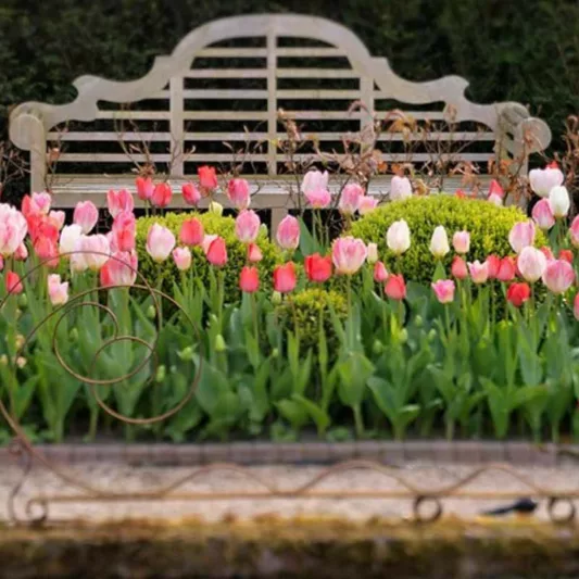 Tulipa Flaming Purissima,Tulip 'Flaming Purissima', Fosteriana Tulip 'Flaming Purissima', Fosteriana Tulips, Spring Bulbs, Spring Flowers, Tulipe Flaming Purissima, Tulipes Fosteriana, Pink Tulip