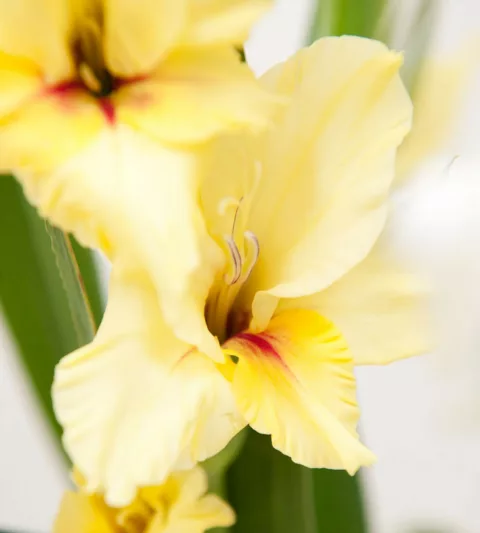 Sword Lily 'Lemon Drop', Gladiolus 'Lemon Drop', Gladiola 'Lemon Drop', Gladiolus x Hortulanus 'Lemon Drop', yellow Sword Lilies,Gladioli 'Lemon Drop'