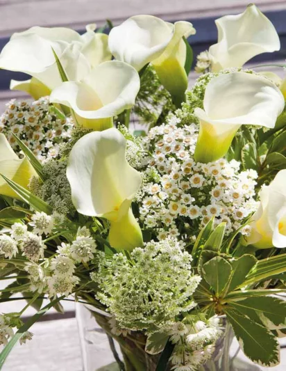 Zantedeschia 'Captain Ventura, Calla Lily 'Captain Ventura' , Arum Lily 'Captain Ventura', Calla Lilies, Arum Lilies, Zantedeschia care, White calla lilies, White flowers