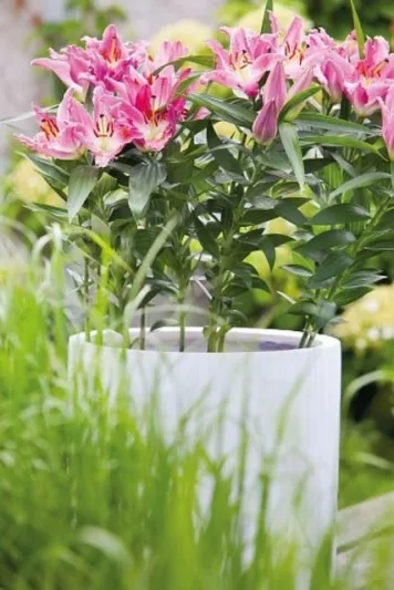 Lilium 'Entertainer', Lily 'Entertainer', Oriental Lily 'Entertainer', Oriental Lilies, Pink Lilies, Fragrant lilies, Bicolor Lilies, Lily flower, Lily Flower