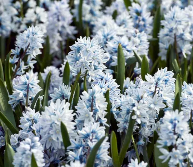 Striped Squill, Lebanon Squill, Puschkinia Libanotica, Puschkinia Scilloides, Bulbs that naturalize, early flowering bulbs