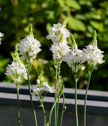 Ornithogalum thyrsoides, Chincherinchee, Wonder Flower, White Flowers, Summer Flower Bulb, Star of Bethlehem