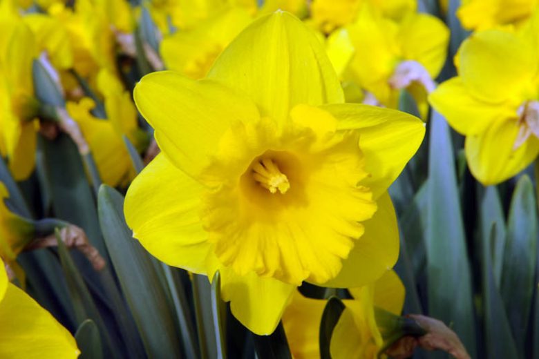 Narcissus Yellow River, Daffodil 'Yellow River', Trumpet Daffodil 'Yellow River', Trumpet Daffodil, Spring Bulbs, Spring Flowers, Trumpet Narcissus group, yellow flowers, spring flowering bulbs, award-winning daffodil