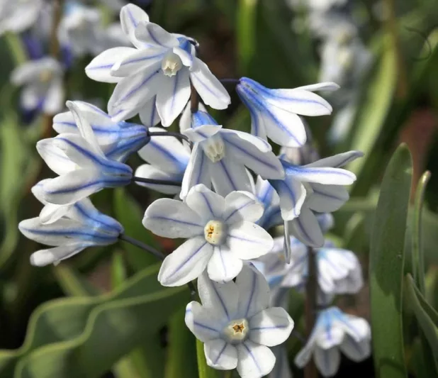 Striped Squill, Lebanon Squill, Puschkinia Libanotica, Puschkinia Scilloides, Bulbs that naturalize, early flowering bulbs