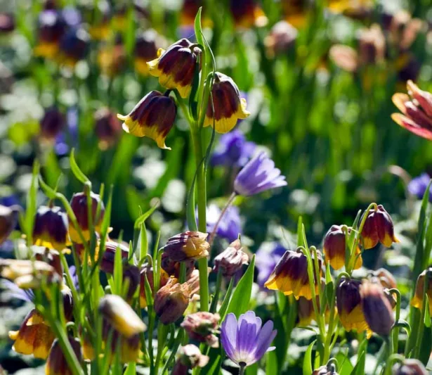 Fritillaria michailovskyi, Michael’s Flower, Michailovski Fritillary, Spring Bloom, Mid Spring bloom, Late Spring bloom