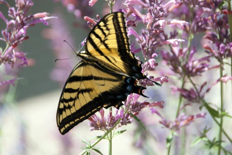Agastache, Giant Hyssop, Hyssop, Agastache rugosa, Agastache foeniculum, Agastache blue fortune, Agastache rupestris, Hyssop plant, Long blooming perennials