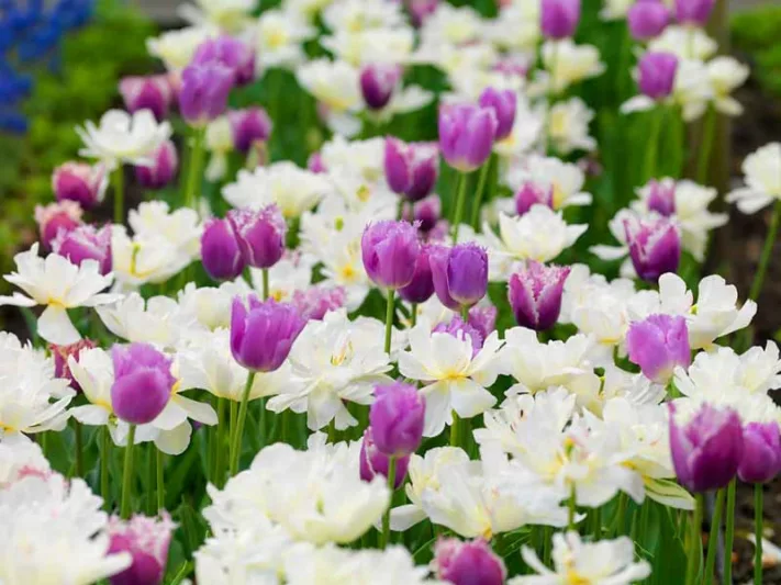 Tulipa 'Cummins', Tulip 'Cummins', Fringed Tulip 'Cummins', Fringed Tulips, Spring Bulbs, Spring Flowers, pink Tulips, Tulipes Dentelle