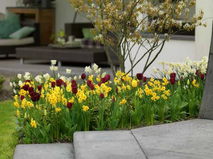 Tulipa 'Jan Reus',Tulip 'Jan Reus', Triumph Tulip 'Jan Reus', Triumph Tulips, Spring Bulbs, Spring Flowers, Tulipe Jan Reus, Purple Tulips,Dark Tulips, Tulipes Triomphe