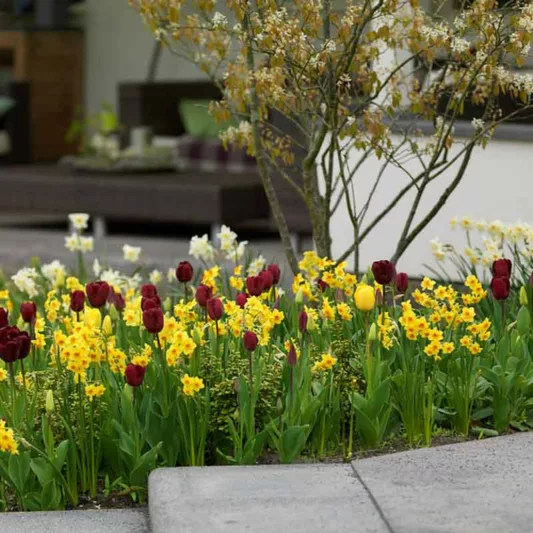 Narcissus 'Falconet', Daffodil 'Falconet', Tazetta Daffodil 'Falconet', Spring Bulbs, Spring Flowers, mid spring bulb, late spring bulb, mid season narcissus, late season narcissus, fragrant daffodil