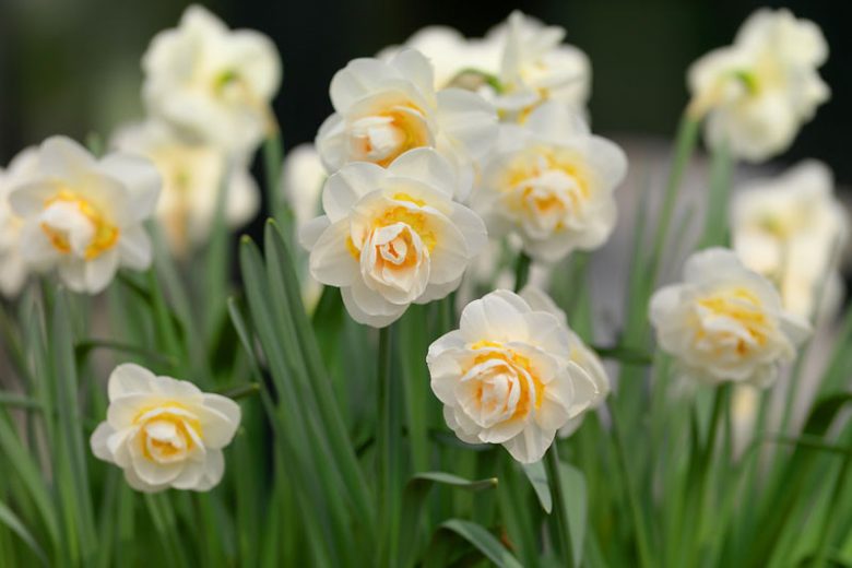 Narcissus Bridal Crown, Daffodil 'Bridal Crown', Double Daffodil 'Bridal Crown', Double Narcissus 'Bridal Crown', Spring Bulbs, Spring Flowers,  double narcissus, double daffodil, fragrant daffodil, spring flowering bulbs