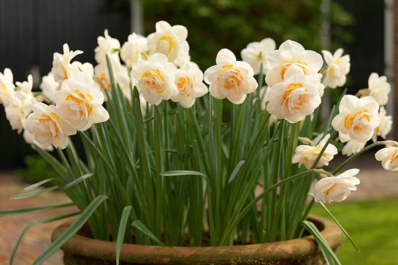 Narcissus Bridal Crown, Daffodil 'Bridal Crown', Double Daffodil 'Bridal Crown', Double Narcissus 'Bridal Crown', Spring Bulbs, Spring Flowers,  double narcissus, double daffodil, fragrant daffodil, spring flowering bulbs