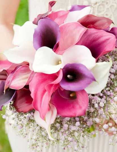 Zantedeschia 'Captain Ventura, Calla Lily 'Captain Ventura' , Arum Lily 'Captain Ventura', Calla Lilies, Arum Lilies, Zantedeschia care, White calla lilies, White flowers
