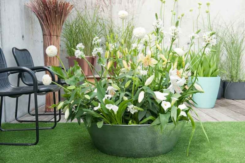 Ornithogalum, Star of Bethlehem
