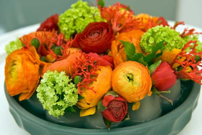 Persian buttercup Elegance Orange, Ranunculus Asiaticus Elegance Orange, Turban Buttercup Elegance Orange, Persian Crowfoot Elegance Orange, spring flowering bulb, fall flowering bulb, Orange flowers, Orange Ranunculus
