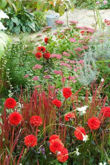 Dahlia 'Ellen Huston', Dahlia 'Ellen Houston' 'Ellen Huston' Dahlia, 'Ellen Houston' Dahlia, Decorative Dahlias, AGM Dahlia, red Dahlias, Dahlia Tubers, Dahlia Bulbs, Dahlia Flower, Dahlia Flowers, summer bulbs