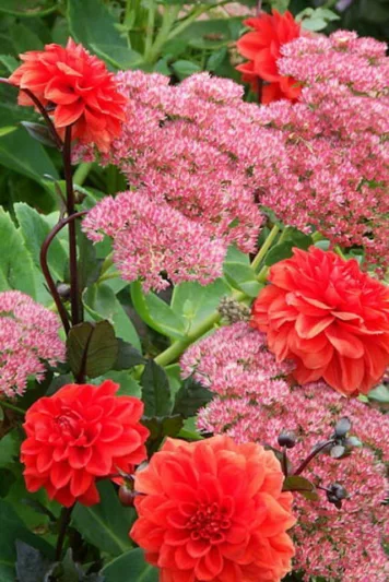 Dahlia ellen houston