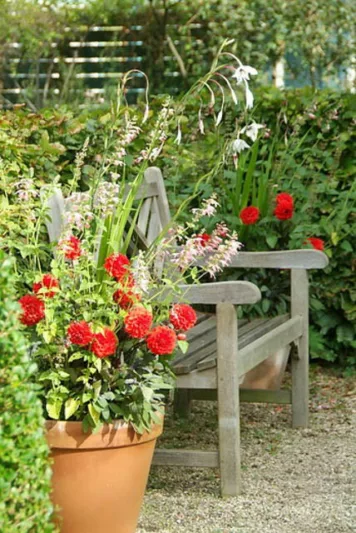 Dahlia 'Ellen Huston', Dahlia 'Ellen Houston' 'Ellen Huston' Dahlia, 'Ellen Houston' Dahlia, Decorative Dahlias, AGM Dahlia, red Dahlias, Dahlia Tubers, Dahlia Bulbs, Dahlia Flower, Dahlia Flowers, summer bulbs