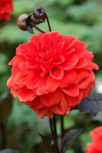 Dahlia 'Ellen Huston', Dahlia 'Ellen Houston' 'Ellen Huston' Dahlia, 'Ellen Houston' Dahlia, Decorative Dahlias, AGM Dahlia, red Dahlias, Dahlia Tubers, Dahlia Bulbs, Dahlia Flower, Dahlia Flowers, summer bulbs