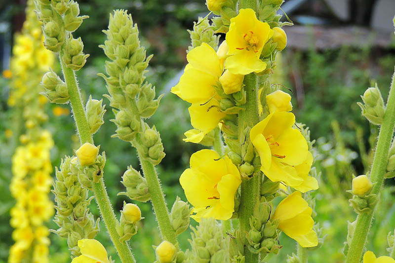 Verbascum Olympicum