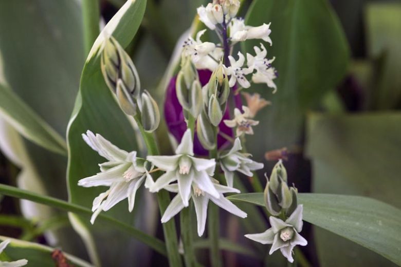 Ornithogalum Nutans, Dropping Star of Bethlehem, Nodding Star of Bethlehem, Silver Bells, spring bulbs, white flowers