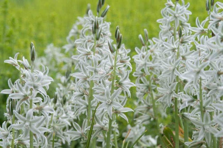 Ornithogalum Nutans, Dropping Star of Bethlehem, Nodding Star of Bethlehem, Silver Bells, spring bulbs, white flowers
