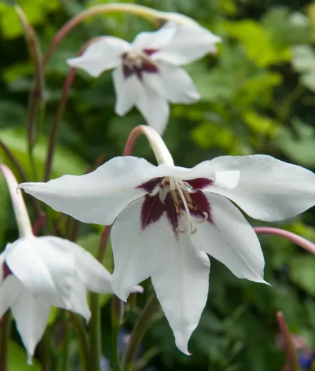 Gladiolus Murielae, Abyssinian Gladiolus, Peacock Flower, Acidanthera, Fragrant Gladiolus, Sword Lily, Peacock Orchid
