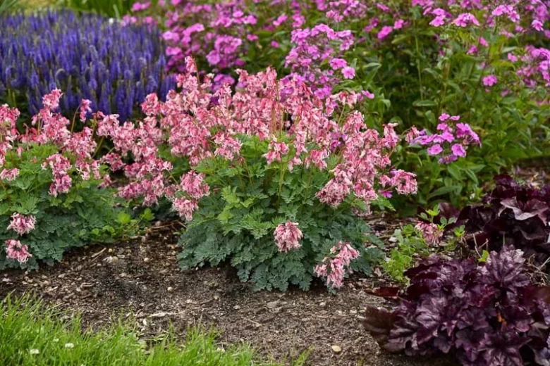 Dicentra 'Pink Diamonds', Fern-Leaf Bleeding Heart 'Pink Diamonds', Bleeding Heart 'Pink Diamonds', Bleeding Heart Flower, shade perennial, Shade Flowers,
