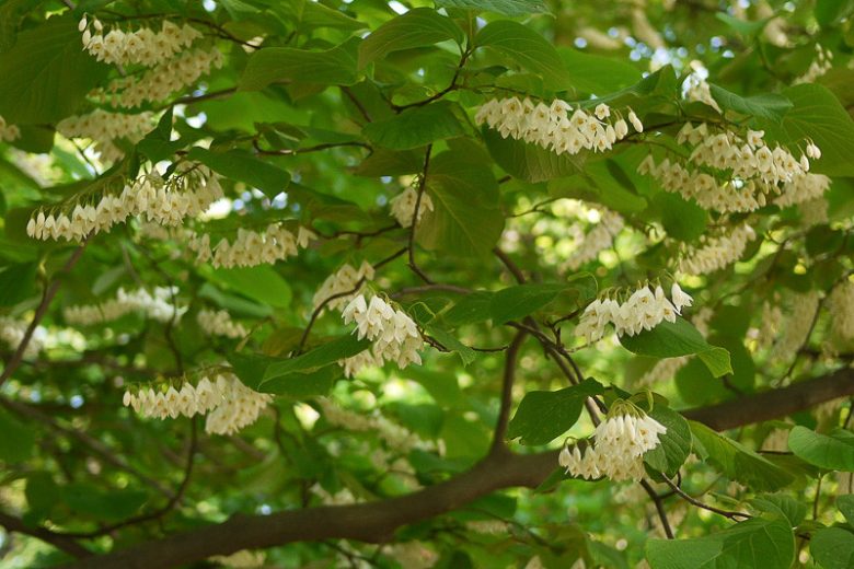 Styrax obassia, Fragrant Snowbell, Spring flowers, fragrant flowers, fragrant trees, white flowers