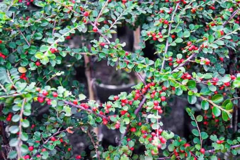 Cotoneaster horizontalis, Rock Cotoneaster, Wall Spray, Rock Spray, Wall Cotoneaster, Deciduous Shrub, Hardy Shrub, Shrub with berries, Red Berries, Groundcover
