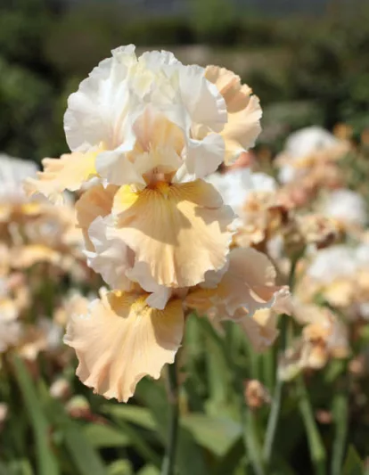 Iris Champagne Elegance growing information, Bearded iris Champagne Elegance growing information, Iris Germanica Champagne Elegance, Reblooming irises, Bicolor irises, Award Irises