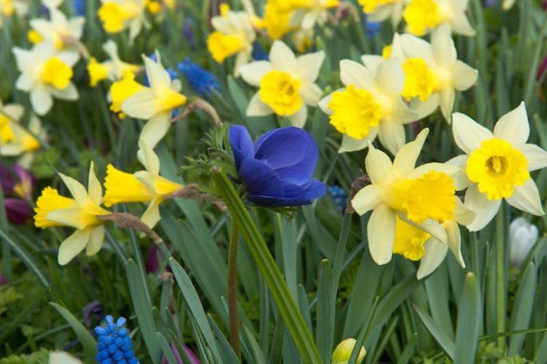 Narcissus 'Topolino', Daffodil 'Topolino', Trumpet Daffodil 'Topolino', Trumpet Daffodil, Spring Bulbs, Spring Flowers, Narcisse Topolino, Trumpet narcissus, Mid-season Daffodil, Mid Spring Daffodil, Mid Spring Narcissus