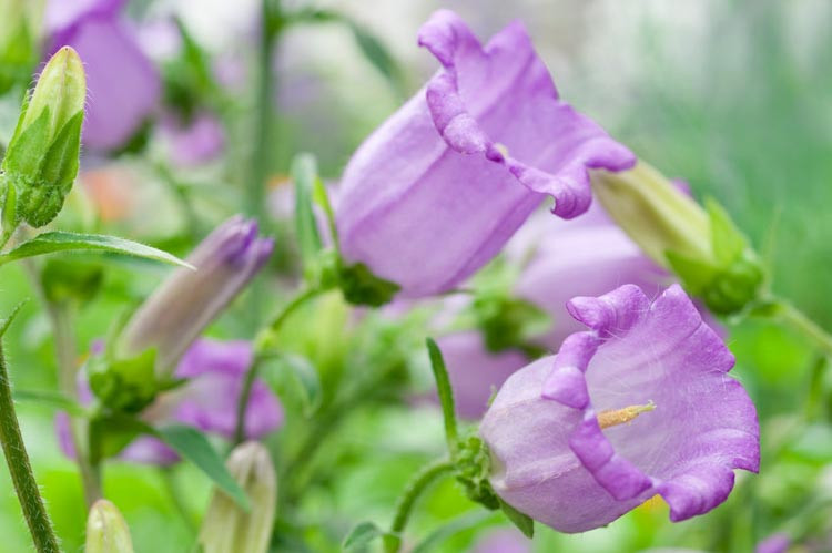 Campanula, Campanula carpatica, Capathian Bellflower, Campanula portenschlagiana, Dalmatian Bellflower, Campanula porscharskyana, Serbian Bellflower,Campanula latifolia, Giant Bellflower, Cam