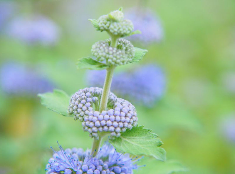 Caryopteris, Bluebeard, Blue Mist spirea, Blue Spirea, Caryopteris incana, Caropteris clandonensis, Caryopteris divaricata, Blue shrubs, Blue flowers, Summer Perennials, Fall Perennials, Drou