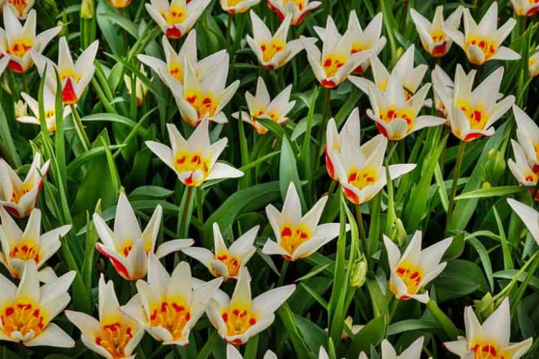 Tulipa Ancilla,Tulipe Ancilla, Tulip 'Ancilla', Kaufmanniana Tulip 'Ancilla', Waterlily Tulip 'Ancilla', Kaufmanniana Tulips, Spring Bulbs, Spring Flowers, Cream Tulip, Bicolored Tulip, Red Tulip