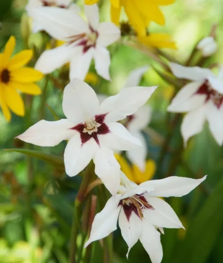 Gladiolus Murielae, Abyssinian Gladiolus, Peacock Flower, Acidanthera, Fragrant Gladiolus, Sword Lily, Peacock Orchid