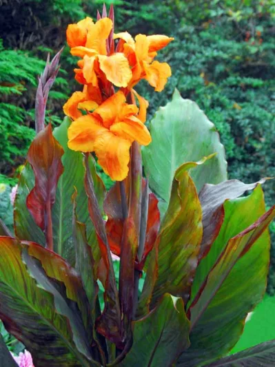 Canna Wyoming, Canna Lily
