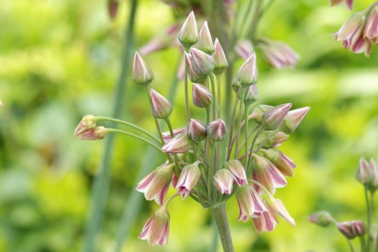 Nectaroscordum Siculum, Sicilian Honey Garlic, Allium Siculum, Sicilian Honey Lily, Sicilian Garlic, Mediterranean Bells, Ornamental Garlic, Spring Bulbs, Spring Flowers , Late Spring Flowers, Early Summer Flowers