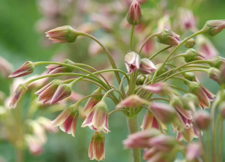 Nectaroscordum Siculum, Sicilian Honey Garlic, Allium Siculum, Sicilian Honey Lily, Sicilian Garlic, Mediterranean Bells, Ornamental Garlic, Spring Bulbs, Spring Flowers , Late Spring Flowers, Early Summer Flowers