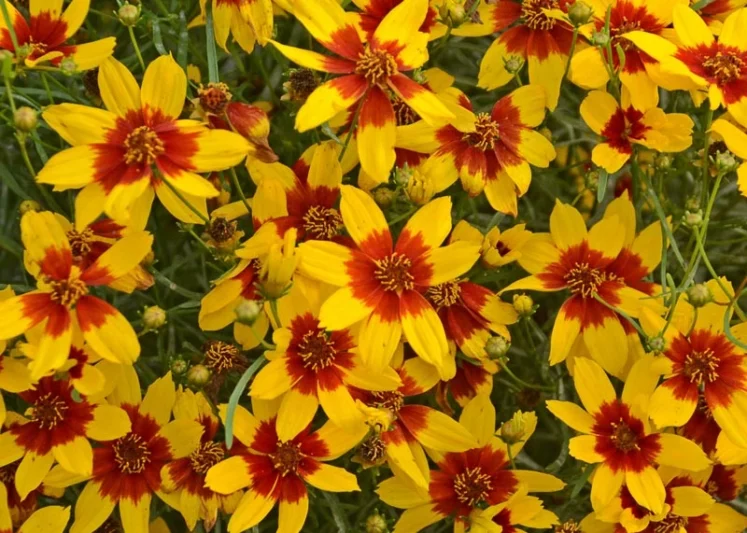 Coreopsis Verticillata 'Curry Up', Threadleaf Coreopsis 'Curry Up', Whorled Coreopsis 'Curry Up', Coreopsis 'Curry Up', Tickseed 'Curry Up', Sizzle & Spice Series, Drought tolerant plants, Yellow Coreopsis, Yellow Flowers