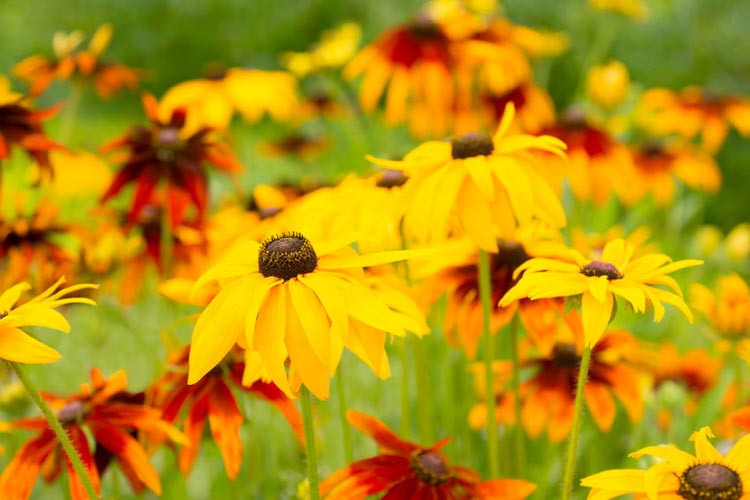 Rudbeckia, rudbeckia hirta,rudbeckia fulgida,rudbeckia goldsturm,rudbeckia triloba,Gloriosa Daisy, Yellow Ox-eye Daisy , Black-Eyed Susan,Coneflower,rudbeckia indian summer,rudbeckia maxima,b