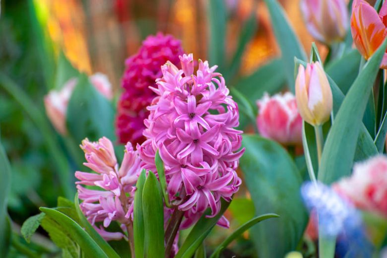 Hyacinthus Orientalis 'Pink Pearl', Hyacinth 'Pink Pearl', Dutch Hyacinth, Hyacinthus Orientalis, Common Hyacinth, Spring Bulbs, Spring Flowers, pink hyacinth, pink flower